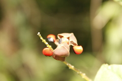 Rhynchosia precatoria