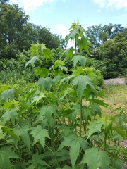 Ripariosida hermaphrodita