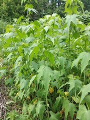 Ripariosida hermaphrodita