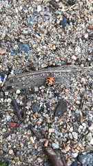 Hippodamia septemmaculata