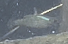 Cyprinodon variegatus