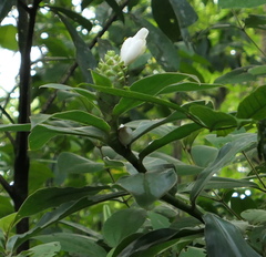 Costus guanaiensis macrostrobilus