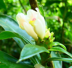 Costus guanaiensis macrostrobilus