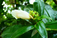 Costus guanaiensis macrostrobilus