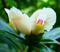 Costus guanaiensis macrostrobilus
