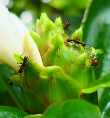 Costus guanaiensis macrostrobilus