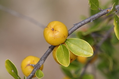 Petalostigma