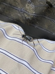 Evania appendigaster