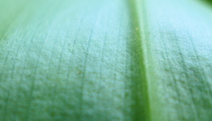 Costus guanaiensis macrostrobilus