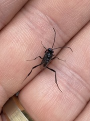 Evania appendigaster