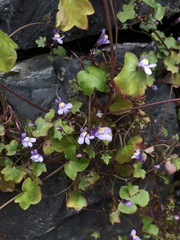Cymbalaria muralis