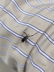 Evania appendigaster