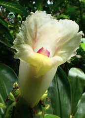 Costus guanaiensis macrostrobilus