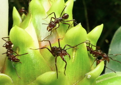 Costus guanaiensis macrostrobilus