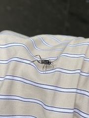 Evania appendigaster