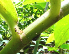 Costus guanaiensis macrostrobilus