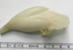 Costus guanaiensis macrostrobilus