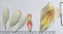 Costus guanaiensis macrostrobilus