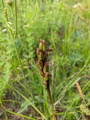 Anacamptis morio caucasica