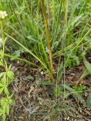 Anacamptis morio caucasica