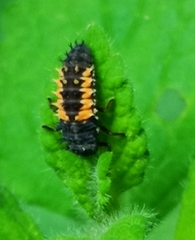 Harmonia axyridis