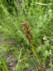 Anacamptis morio caucasica