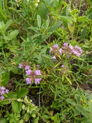 Thymus dzevanovskyi