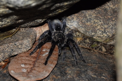 Thrixopelma