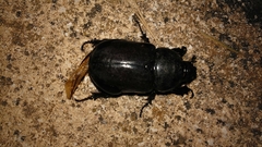 Oryctes nasicornis grypus