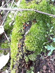 Cheilymenia stercorea