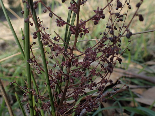 How to identify Lomandra micrantha (Endl.) Ewart