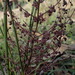 Lomandra micrantha - Photo (c) Ralph Foster,  זכויות יוצרים חלקיות (CC BY-NC), הועלה על ידי Ralph Foster