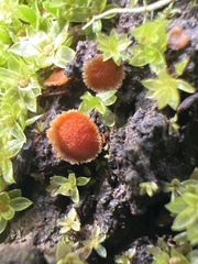 Cheilymenia stercorea