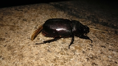 Oryctes nasicornis grypus