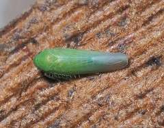 Chlorotettix viridius