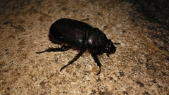 Oryctes nasicornis grypus