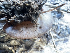 Plicaria