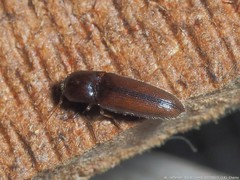 Glyphonyx bimarginatus