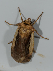 Ochropleura