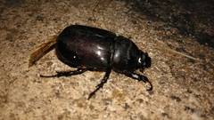 Oryctes nasicornis grypus