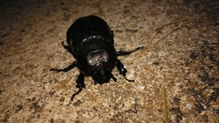 Oryctes nasicornis grypus