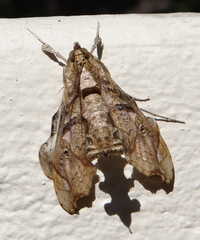 Terastia africana