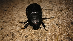 Oryctes nasicornis grypus