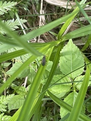 Cantharis nigricans