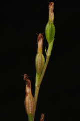 Pterostylis furva