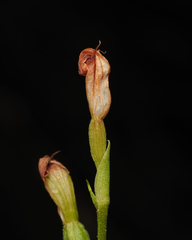 Pterostylis furva