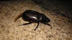Oryctes nasicornis grypus