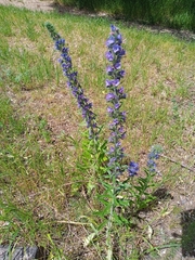 Echium vulgare