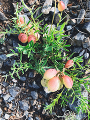 Astragalus chorinensis
