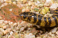 Trimerodytes balteatus